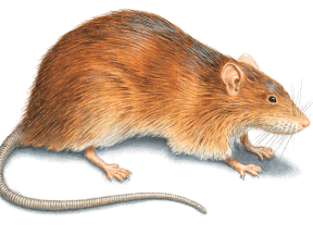 An illustration of a Norway rat, as depicted by Orkin Canada.