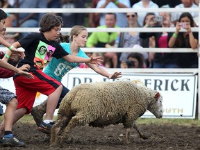 Kids try to capture a flag attached to a sheep at the Sunparlour Rodeo at Easy Walking Stables in Kingsville, Saturday, August 2, 2014.  (DAX MELMER/The Windsor Star)