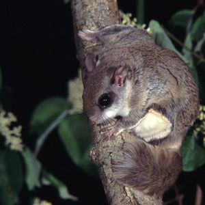 SOUTHERN_FLYING_SQUIRREL1_F_resize