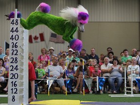 Isis, a standard poodle, performs during a show for the Border City Barkers Agility Club at the Woofa-Roo Pet Fest at the Libro Complex in Amherstburg,  Sunday, August 10, 2014.  (DAX MELMER/The Windsor Star)