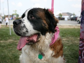 Gracie, a St. Bernard, checks out the other dogs at the Woofa-Roo Pet Fest at the Libro Complex in Amherstburg,  Sunday, August 10, 2014.  (DAX MELMER/The Windsor Star)