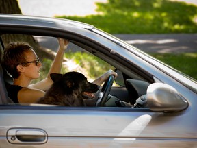 A dog should never travel in the front seat of a car. Always secure the dog in the back seat. (Vincenzo D'Alto / Postmedia News files)