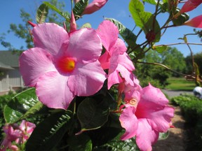 Now is a good time to bring your tropical plants, such as mandevilla, indoors for the season. (Courtesy of Mark Cullen)