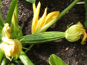 Zucchini can be found in green and yellow varieties here. It’s also referred to by its French name, courgette. (Helen Chesnut / Postmedia News files)