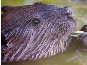 An unorthodox attack of a beaver in the ocean has left a Halifax man with stitches, tetanus shot and a round of rabies-prevention vaccines. (Postmedia News files)
