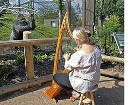 In this Aug. 27, 2014 photo Terri Tacheny plays her harp as one of the gorillas stood nearby outside the Primate House at Como Zoo in in St. Paul, Minn. Tacheny, 57, a zoo volunteer, plays once a month for an appreciative audience that ambles down to their barrier as soon as Tacheny begins setting up her harp. She’s been doing it for nearly a decade. (AP Photo/The Star Tribune, Elizabeth Flores)