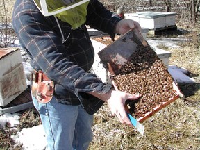 Files: Tom Congdon of Sun Parlor Honey said it's good news that the province will reduce the Ontario agricultural sector’s reliance on neonicotinoid pesticide use. (Windsor Star files)