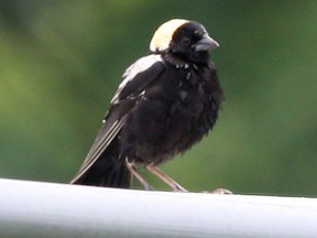A Bobolink is seen at the Ford Test Track in Windsor in 2009. (Windsor Star files)