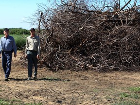 Harrow farmers Keith Wright, left, and son, David Wright, 32, have lost acres of peach trees following the harsh winter of 2013-14.  In photo, the Wrights walk past a pile of gnarled peach stumps. (NICK BRANCACCIO/The Windsor Star)