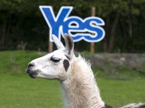 A Lama stands in front of a pro-independence "Yes" sign places in a field in Jedburgh, on the Scottish border with England, on September 11, 2014, a week ahead of Scotland's independence referendum. (Lesley Martin/Getty Images)