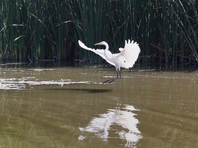 A crane is seen over Cedar Creek Conservation Area on September 3, 2014 in Essex, Ontario.  (JASON KRYK/The Windsor Star)