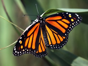 A monarch butterfly is seen at the Cedar Creek Conservation Area on September 3, 2014 in Essex, Ontario.  (JASON KRYK/The Windsor Star)