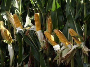 Field corn  is pictured near Sexton Side Road in this file photo. (NICK BRANCACCIO/The Windsor Star)