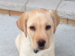 Kooper the Leaderdog for the blind as a puppy (Photo courtesy of Joseph Betschelm)