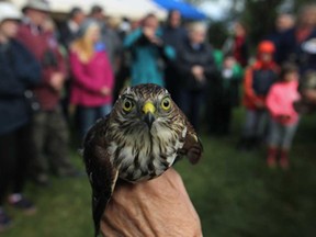 A sharp-shinned hawk is on display for visitors at the Festival of Hawks at Holiday Beach, Saturday, September 13, 2014.  The event is hosted by the Holiday Beach Migration Observatory. (DAX MELMER/The Windsor Star)