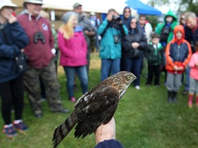 A sharp-shinned hawk is on display for visitors at the Festival of Hawks at Holiday Beach, Saturday, September 13, 2014.  The event is hosted by the Holiday Beach Migration Observatory.   (DAX MELMER/The Windsor Star)