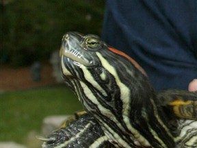 An adult red-eared slider turtle is shown in this 2002 file photo. (Scott Webster / The Windsor Star)