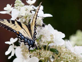 A butterfly rests on a flower behind a home featured on the Hospice Leamington Home and Garden Tour. (FILES/ The Windsor Star)