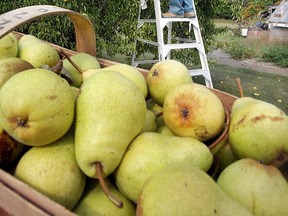Barlett pears are grown in Essex County. (Windsor Star files)