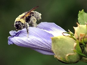 Pollen sticks to the body of a bee as it collects from flowers on the University of Northern Colorado campus recently in Greeley Colo. (Jim Rydbom / Greeley Tribune)