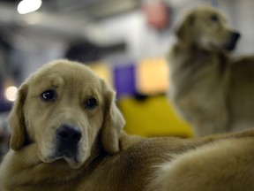 Large breed dogs, such as Labrador and golden retrievers, may be susceptible to cruciate disease. (TIMOTHY CLARY / AFP / Getty Images)