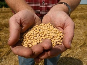 A farmer holds Monsanto Soy Bean seeds at his family farm in Bunceton, Mo. Monsanto Company reports quarterly financial results on Wednesday, Oct. 8, 2014. (AP Photo/Dan Gill, File)