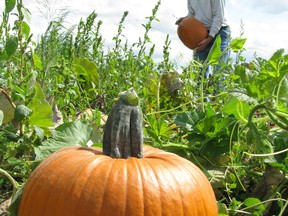 Murray McLeod's farm in Cottam includes a pick-your-own pumpkin patch, which will close for good at the end of the 2014 season. (Windsor Star files)