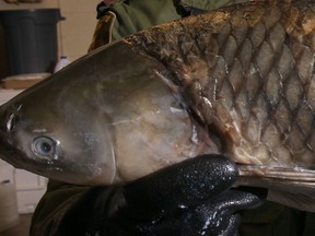 An Asian carp seized by the Ministry of Natural Resources is shown in this January 2014 file photo. (Dan Janisse / The Windsor Star)
