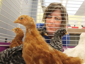 Windsor Essex County Humane Society executive director Melanie Coulter looks down at chickens that are up for adoption.   The chickens were dropped off at the Value Village thrift store in Windsor. (JASON KRYK/The Windsor Star)