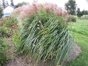 Wait to cut down ornamental grasses in early spring, before new growth begins.