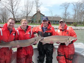 In an undated photo provided the U.S. Fish and Wildlife Service, from left, Dr. Trevor Pitcher and Jennifer Smith from the University of Windsor, Rich Drouin from Ontario Ministry of Natural Resources, and Justin Chiotti from U.S. Fish and Wildlife Service, hold lake sturgeon that were caught in the Detroit River. Wildlife officials say the expansion of a spawning reef for lake sturgeon in the river is helping the fish population recover in the area. Officials used 2014 monitoring data to make their determination about the spawning reef which runs between the U.S. and Canada. (AP Photo/U.S. Fish and Wildlife Service)