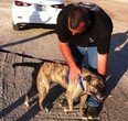 In this Sunday, Oct. 19, 2014 photo provided by Sam Franklin, Koda, a 95-pound bull mastiff, meets truck driver Jimmy Dimmitt in Ashland, Neb. The dog-loving Nebraska trucker took Koda on a long haul back to its family in Arizona. (AP/Sam Franklin)