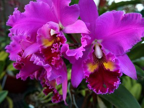 Orchid Society's Albert and Juliette St. Pierre's orchids are photographed in their green house near Belle River on Friday, December 3, 2010. (TYLER BROWNBRIDGE / The Windsor Star)