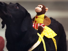 A "Paws Room" staffed by dogs from the Therapeutic Paws of Canada visited students at the University of Windsor on Wed. Oct. 8, 2014, to help ease a little stress in their lives. Harley the Lab with a toy monkey on his back was part of the event. (DAN JANISSE/The Windsor Star)