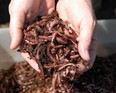 These are Red Wigglers, worms used for composting. (Courtesy of Essex-Windsor Solid Waste Authority)