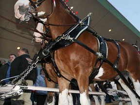 Budweiser is putting its Clydesdales out to pasture for the 2014 holidays. (Windsor Star files)