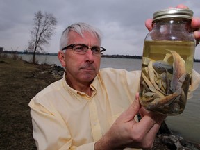 Files: Hugh MacIsaac of the University of Windsor's Great Lakes Institute displays invasive species which enter the Great Lakes in ship's ballasts.  (NICK BRANCACCIO/THE Windsor Star)