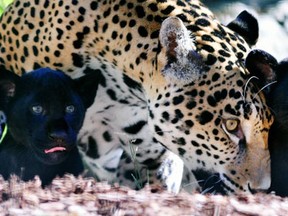 Two three-month-old jaguar cubs make their debut at the Montgomery Zoo on October 24, 2014 in Montgomery, Alaska. The cubs, Sarah and Finn, were born to Nakita, a five-year-old female spotted jaguar, and to Kai, a nine-year-old male black jaguar. (The Associated Press files)