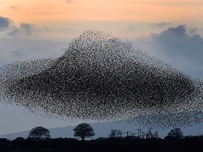A murmuration of starlings put on a display near the town of Gretna, Scotland, Thursday Nov. 6, 2014. The starlings visit the area twice a year in the months of February and November.