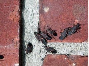 This undated photo shows boxelder bugs in New Paltz, New York. This time of year, the plan of boxelder females is to find some cozy, dry spot in which to spend the winter. To this end, they will sneak into cracks in your home's foundation and around windows and doors, even gaps beneath siding. (AP Photo/Lee Reich)