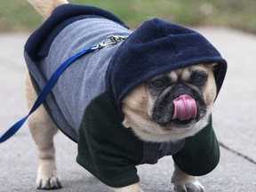 Oscar, a pug mix pooch, was dressed for the weather on Thursday, Nov. 27, 2014, as he walked with his owners on the city's west side. (DAN JANISSE/The Windsor Star)