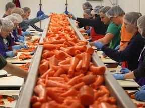 Volunteers with the Southwestern Ontario Gleaners process carrots on Friday, Nov. 21, 2014, in Leamington, ON. The charitable organization uses surplus fruits and vegetables and dehydrates them for soup mixes and school snacks for the poor.  (DAN JANISSE/The Windsor Star)