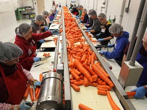 Volunteers with the Southwestern Ontario Gleaners process carrots on Friday, Nov. 21, 2014, in Leamington, ON. The charitable organization uses surplus fruits and vegetables and dehydrates them for soup mixes and school snacks for the poor.  (DAN JANISSE/The Windsor Star)