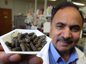 . Dr. Siyaram Pandey, a professor at the University of Windsor conducts research on cancer-fighting agents. He displays long peppers that have shown significant progress in killing cancer cells. (DAN JANISSE/The Windsor Star)