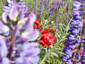 Habitat restoration money is available from ERCA for more than just trees, like wildflowers and grasses. (Postmedia News files)