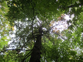 One of the Vimy Oaks, as it stands today in Toronto. (Courtesy of Mark Cullen)