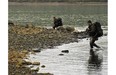 Canadian soldiers participate in advanced amphibious training from the Shearwater Jetty in Halifax on Tuesday, July 30, 2013. The soldiers are working to qualify as Patrol Pathfinders, specialists in deploying in hostile enviroments.
(Andrew Vaughan/Postmedia News)
