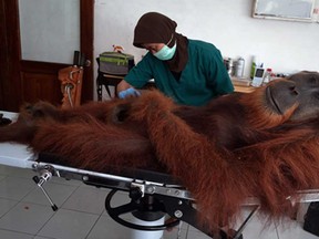 In this photograph taken on April 16, 2014, a veterinary staff member of the Sumatran Orangutan Conservation Programme center conducts medical examinations on a 14-year-old male orangutan found with air gun metal pellets embedded in his body in Sibolangit district in northern Sumatra island.