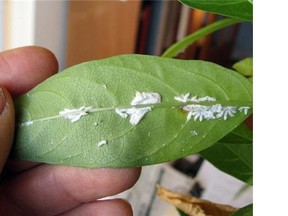 Cottony cushion scale insects are enjoying their feast on this plant's leaves in New Paltz, New York. (AP/Lee Reich)