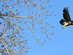 A hawk is seen in the sky above Windsor on Monday, December 29, 2014. Ojibway Nature Centre is holding it's annual Christmas bird count.  (TYLER BROWNBRIDGE/The Windsor Star)
